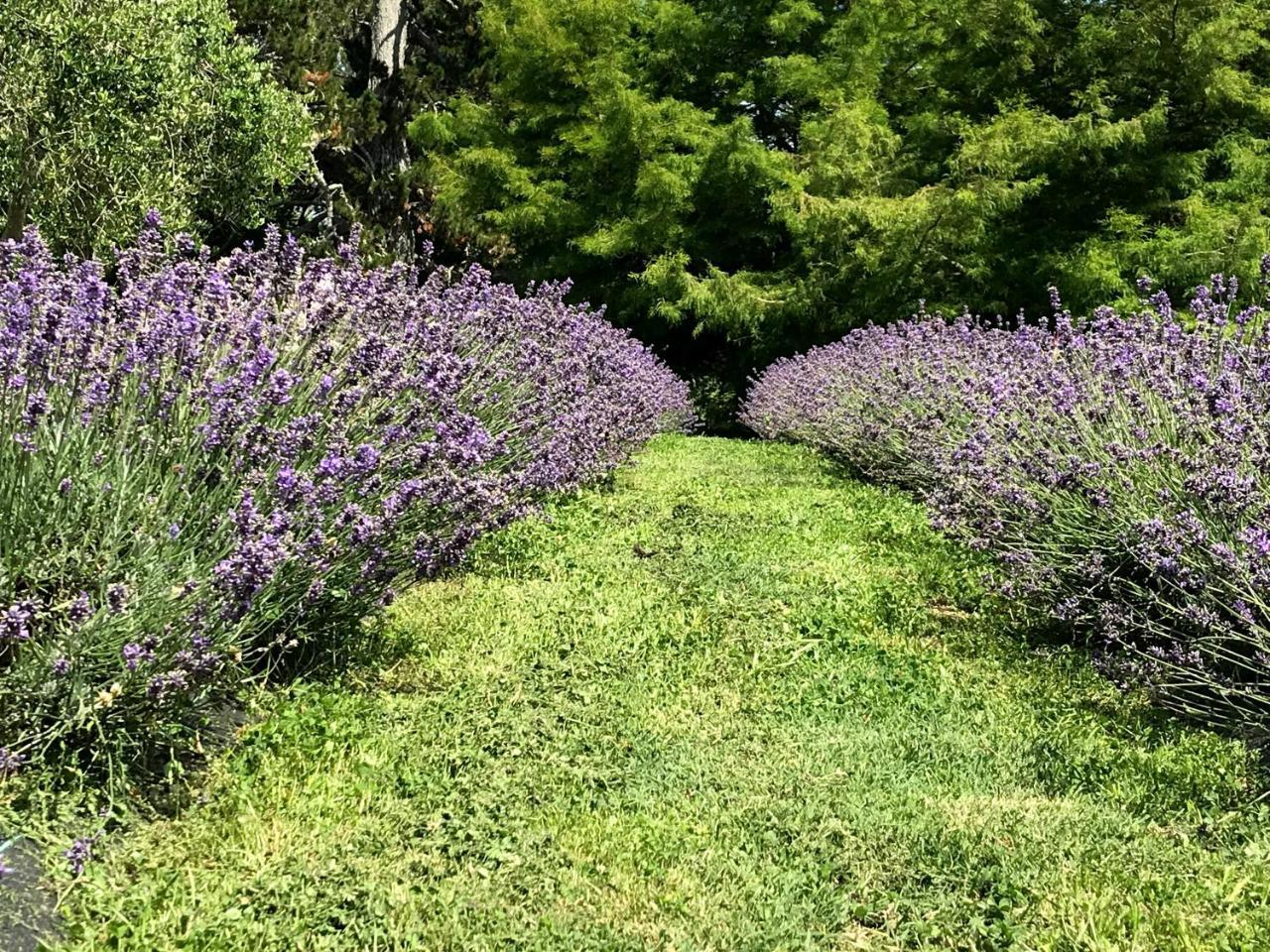 Bed and Breakfast Lavender Hill Riverhead Exteriér fotografie